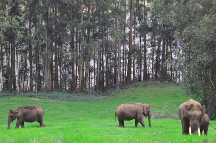 The Planet Munnar