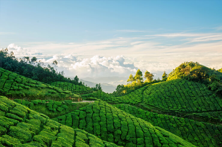 The Planet Munnar